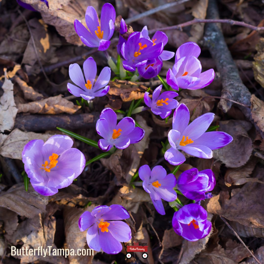 Saffron Crocus - Crocus sativus (Corm) – Little Red Wagon Native Nursery