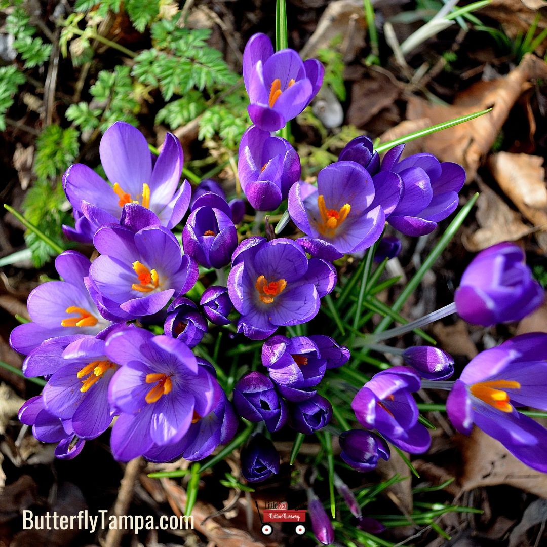 Saffron Crocus - Crocus sativus (Corm) – Little Red Wagon Native Nursery