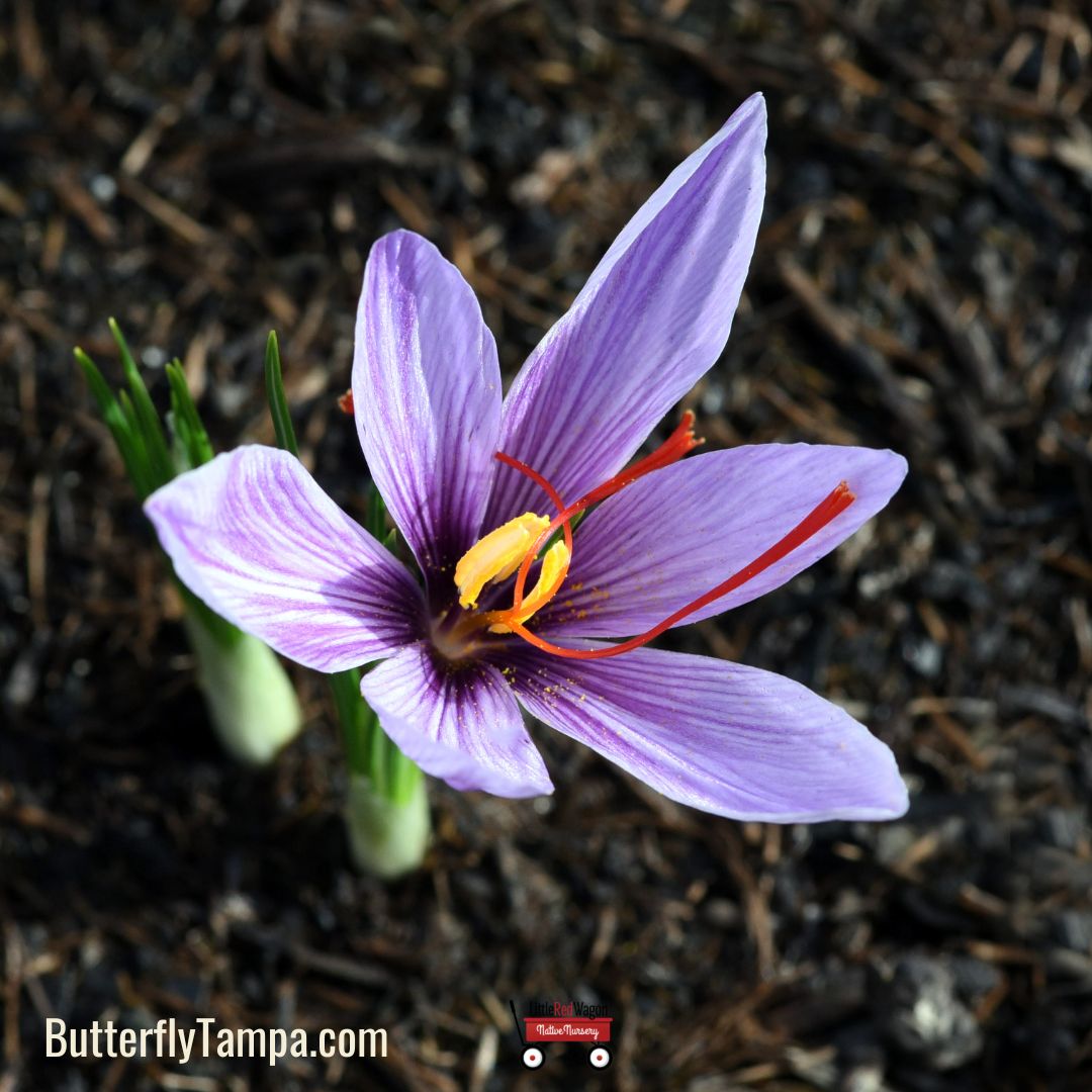 Crocus Corm