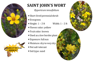 Saint John's Wort - Hypericum tenuifolium (1 gal.)
