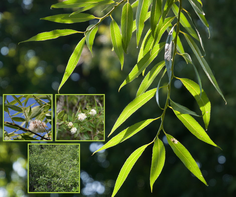 Carolina Willow (Salix caroliniana) 15 Coastal Plain Willow - Salix caroliniana (3 Gal.)