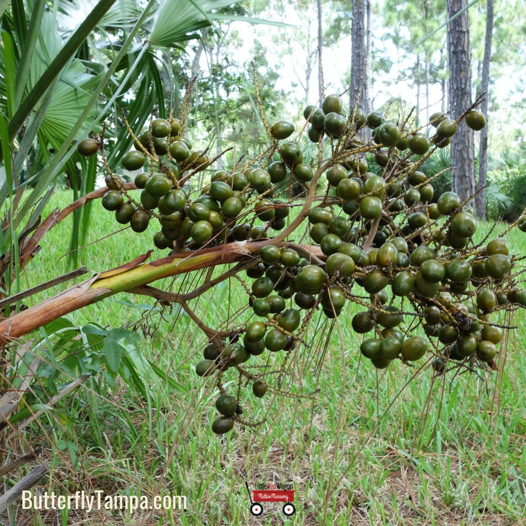 saw palmetto seeds for planting Green Saw Palmetto