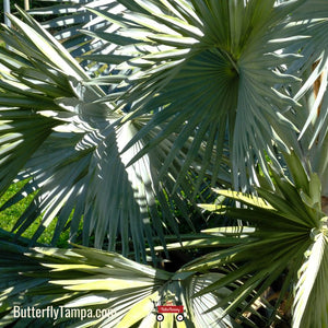 Florida Royal Palm - Roystonea regia (3 & 7 gal.)