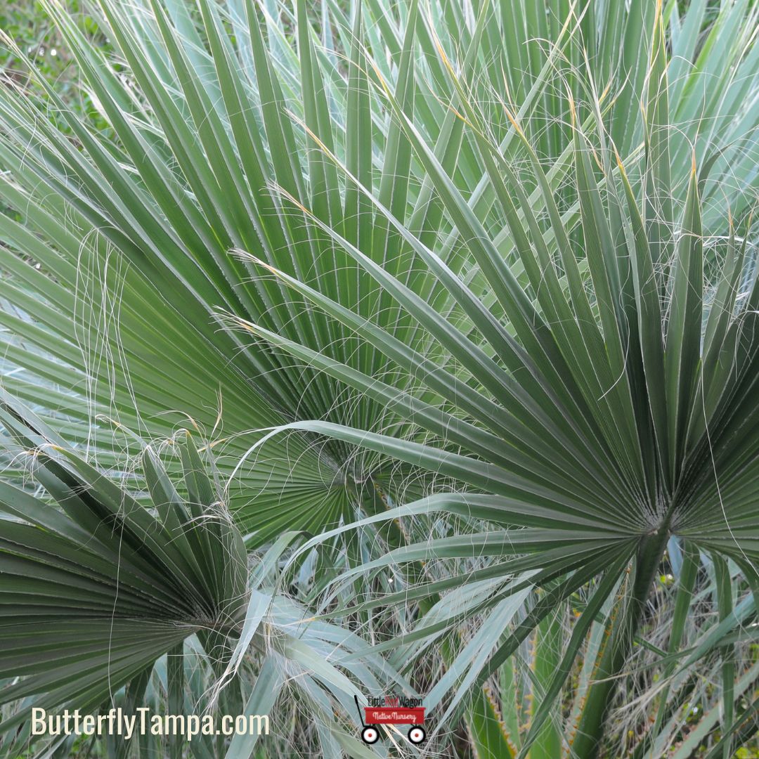 Silver Saw Palmetto - Serenoa repens (3 Gal.) – Little Red Wagon Native ...