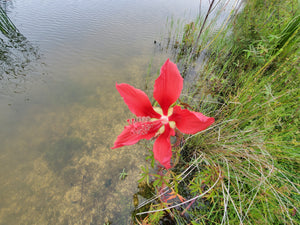 Scarlet Hibiscus - Hibiscus coccineus (1 & 3 gal.)