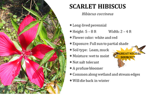 Scarlet Hibiscus - Hibiscus coccineus (1 & 3 gal.)