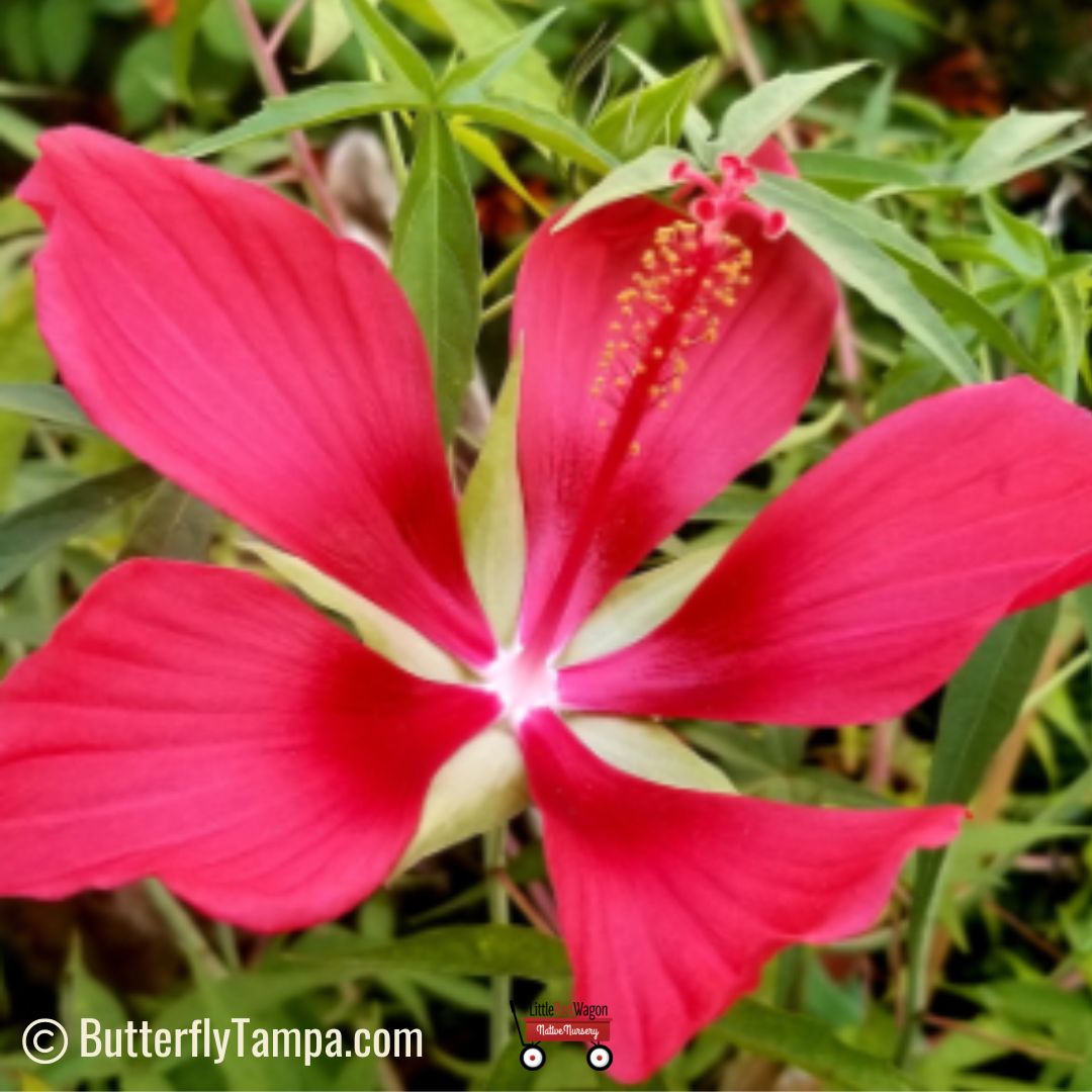 Native Red Hibiscus Plant