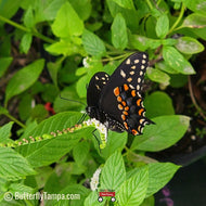 Scorpiontail (Heliotropium angiospermum)