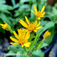 Scrubland Goldenaster (Chrysopsis subulata) - 1 Gallon