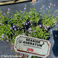 Seaside mistflower (Ageratum maritimum)