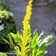 Seaside Goldenrod (Solidago sempervirens)