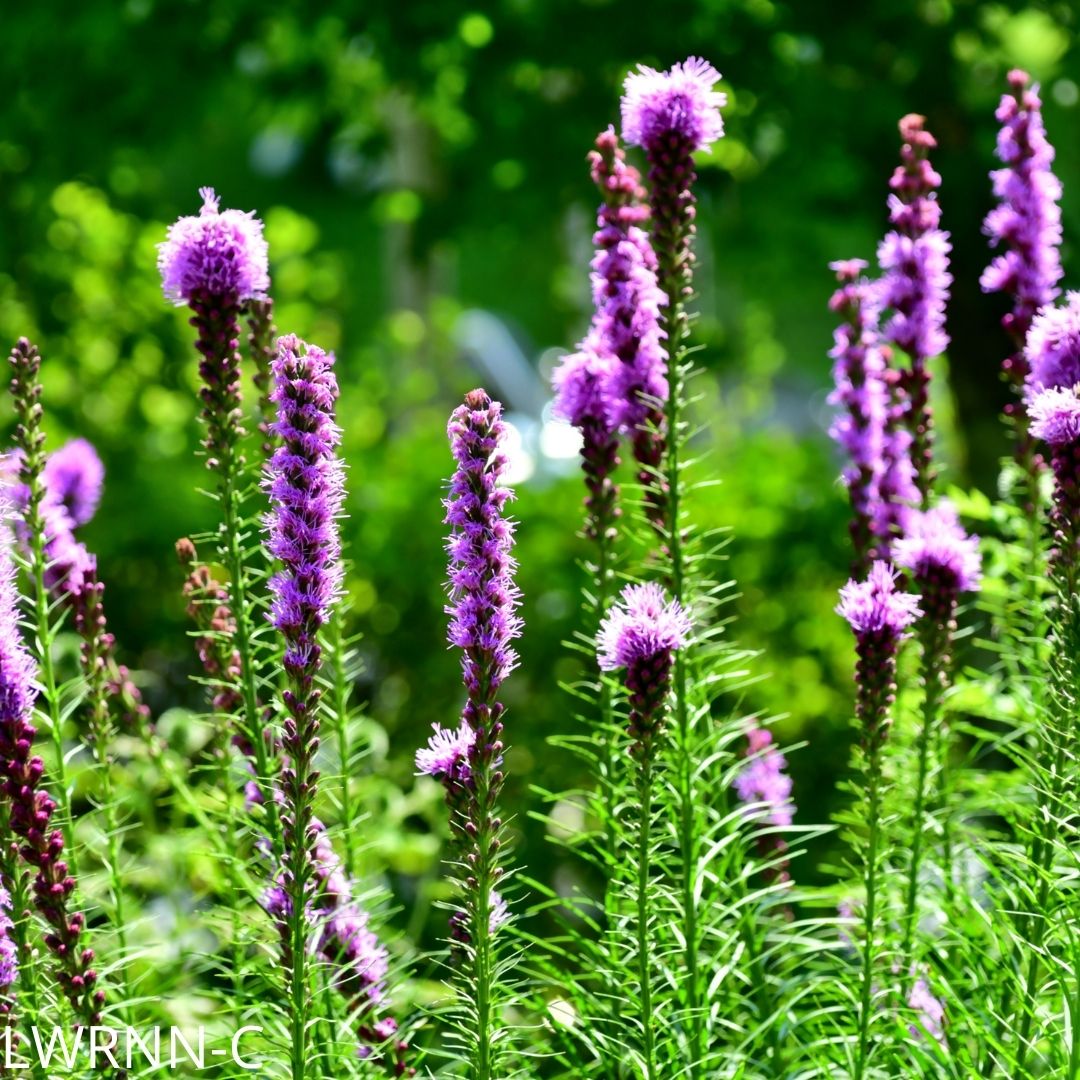 Spiked Blazing Star - Liatris spicata (1 gal.) – Little Red Wagon ...