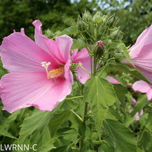 Load image into Gallery viewer, Swamp Mallow - Hibiscus moscheutos  (1 gal.)
