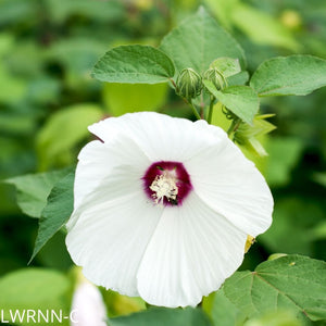 Madagascar Hibiscus Starter Cuttings – 7 Pack – Rose Of Sharon – Malvaceae HC6836
