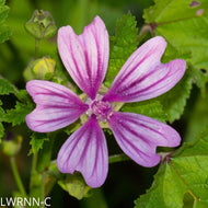 Tall Mallow (Malva sylvestris)  - 1 Gallon