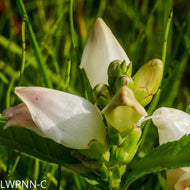 Turtlehead - chelone glabra (1 gal.)