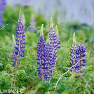 Wild Lupine - lupinus perrenis (1 gal.)
