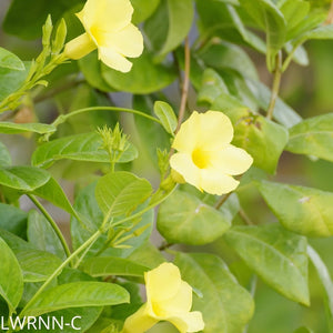 allamanda flower seeds Wild Allamanda (Pentalinon luteum) – Little Red Wagon Native Nursery