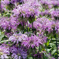 Wild Bergamot (Monarda fistulosa) - 1 Gallon