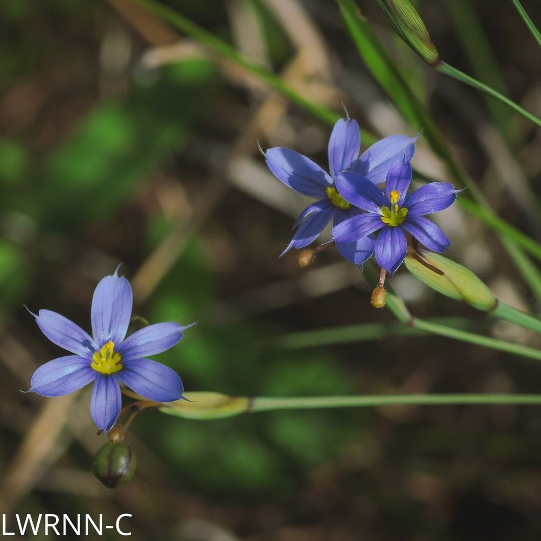 Purple-Eyed Grass - Sisyrinchium  (1 gal.)