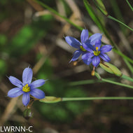 Purple-Eyed Grass (Sisyrinchium) - 1 Gallon