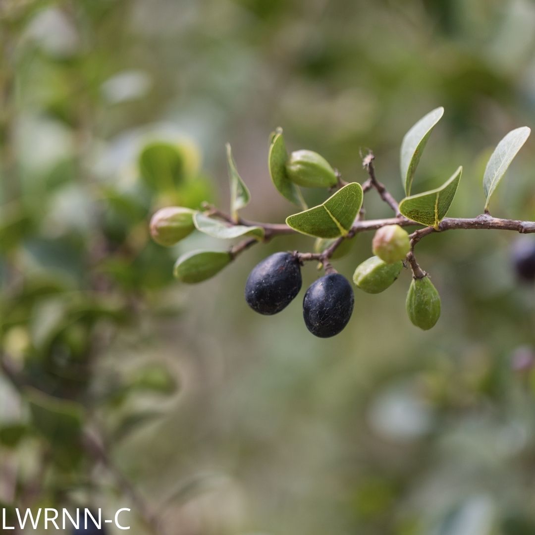 Red Tip Cocoplum - Chrysobalanus icaco – Little Red Wagon Native Nursery