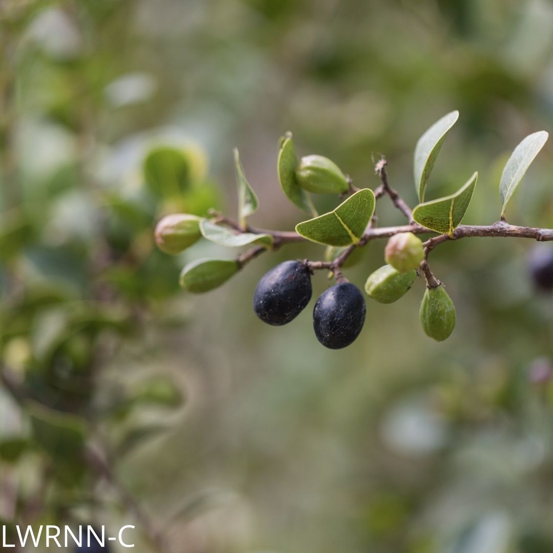 Edibles including Herbs – Little Red Wagon Native Nursery