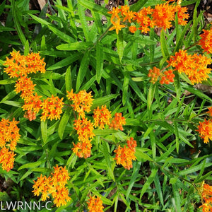 Butterfly weed - Asclepias tuberosa - (1 gal.)