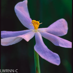 Celestial Lily - Nemastylis floridana (1 gal.)