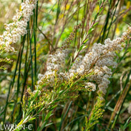 Chapman's Goldenrod (Solidago odora var. chapmanii) - 1 Gallon