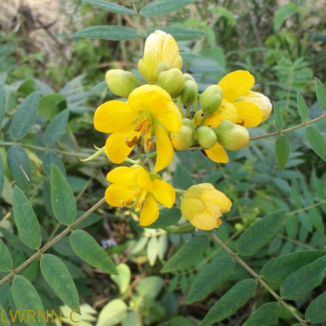 Privet Cassia - Senna ligustrina