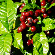 Wild Coffee (Psychotria nervosa)