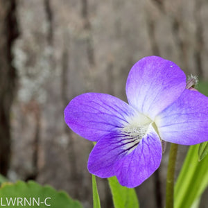 Common Blue Violet - Viola sororia