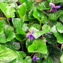 Load image into Gallery viewer, Common Blue Violet - Viola sororia
