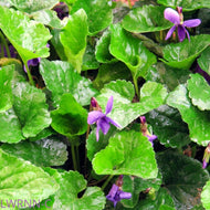 Common Blue Violet (Viola sororia) - 1 Gallon