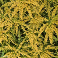 Fireworks Goldenrod (Solidago rugosa 'Fireworks') - 1 Gallon