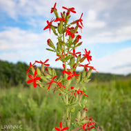 Royal Catchfly (Silene regia) - 1 Gallon