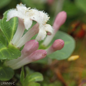 Partridge Berry - Mitchella repens L. (1 Gal.)