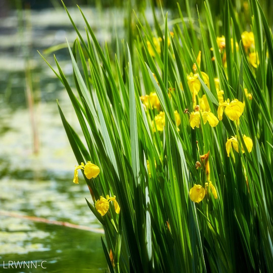 Yellow Canna - Canna flaccida (1 Gal.)