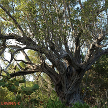 Load image into Gallery viewer, Silver Buttonwood Tree - Conocarpus erectus sericeus (3 gal.)
