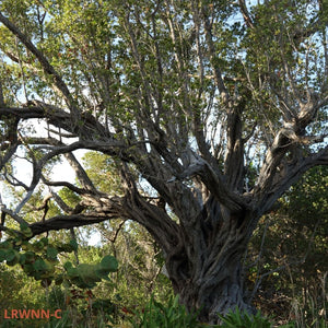 Silver Buttonwood Tree - Conocarpus erectus sericeus (3 gal.)