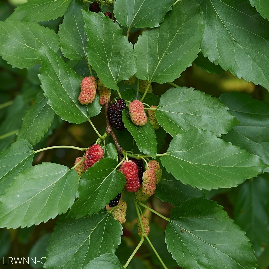 Mulberry Red Ranch Red Mulberry - Morus rubra – Little Red Wagon Native Nursery