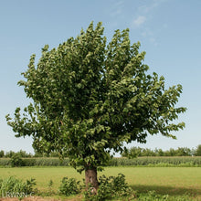Load image into Gallery viewer, Red Mulberry - Morus rubra (3 Gal.)
