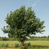 Red Mulberry (Morus rubra)