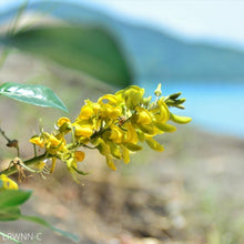 Load image into Gallery viewer, Necklace-Pod - Sophora tomentosa
