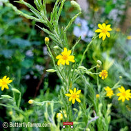 Silkgrass or Silverleaf Aster (Pityopsis graminifolia)
