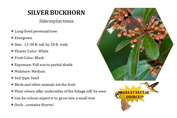Silver Buckhorn - Sideroxylon tenax (1 gal.)