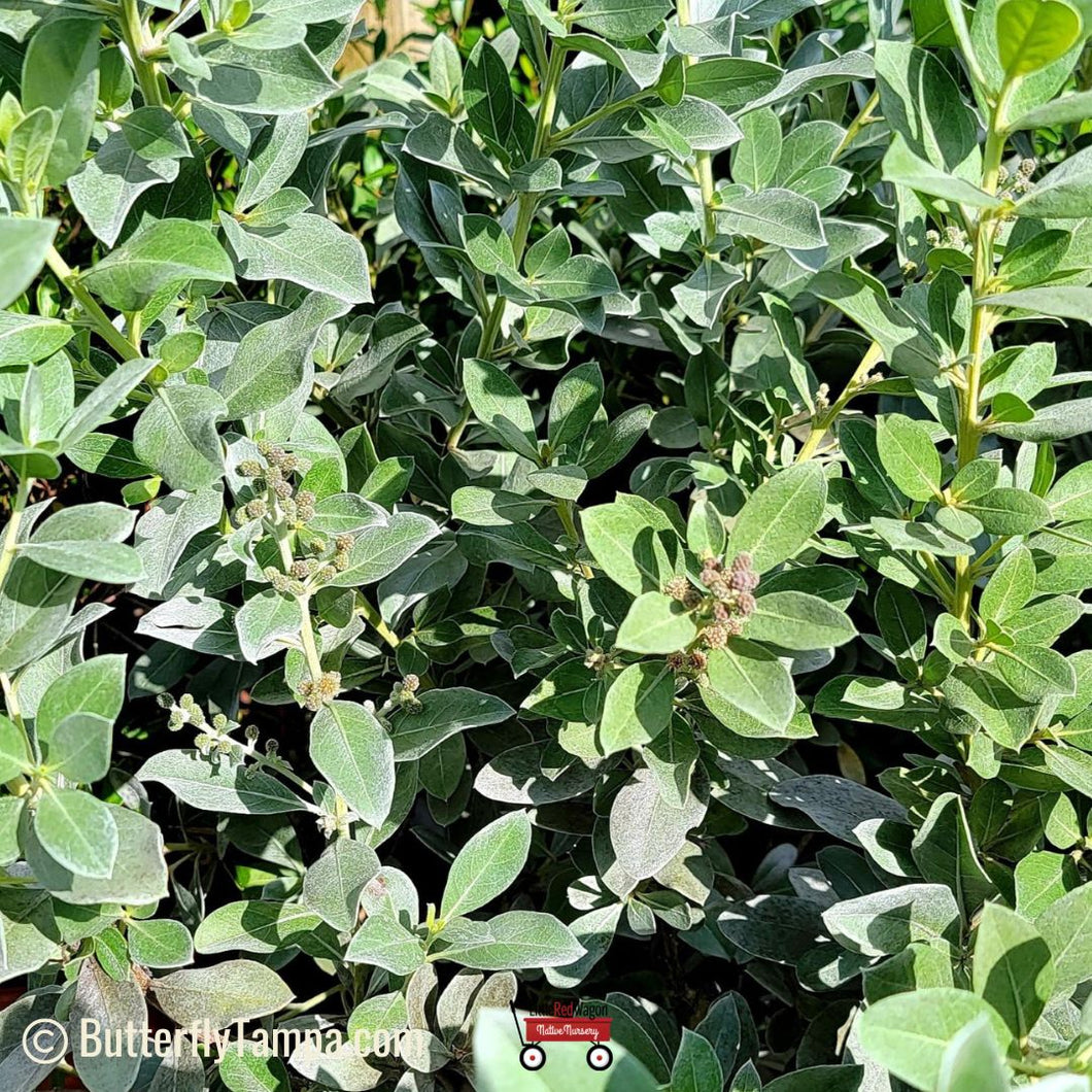 Silver Buttonwood - Conocarpus erectus sericeus