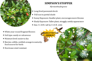 Simpson's stopper - Myrcianthes fragrans (3 gal.)