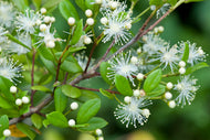 Simpson's stopper (Myrcianthes fragrans)